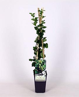 Ribes u.-c. Hinnonmäki Gul Pot 2 Liter