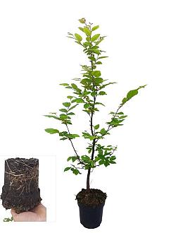Carpinus betulus Stam 60 cm