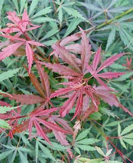 Acer pal. 'Jerre Schwartz' C45 200 - 250 cm Meerstammig