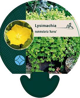 Lysimachia numm. 'Aurea' Pot 9 cm