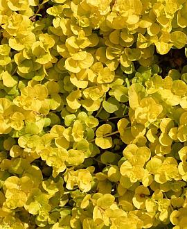 Lysimachia numm. 'Aurea' Pot 9 cm