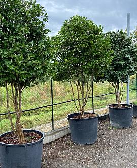 Camellia japonica Pot 130 liter 250 - 300 cm Meerstammig