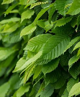 Carpinus betulus Pot 150 liter 250 - 300 cm Meerstammig