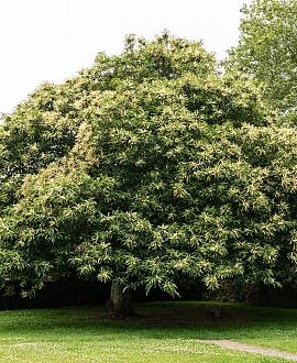 Castanea sativa Pot 130 liter 250 - 300 cm Meerstammig