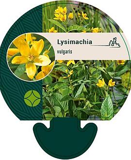 Lysimachia vulgaris Pot 9 cm