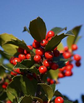 Ilex meserv. Blue Maid Pot 7,5 Liter 