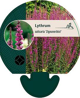Lythrum sal. 'Zigeunerblut' Pot 9 cm