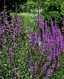 Lythrum sal. 'Zigeunerblut' Pot 9 cm