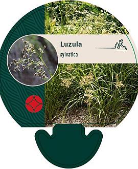 Luzula sylvatica Pot 9 cm