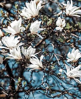 Magnolia kobus Hoogstam (Stamomtrek 14-16 cm)