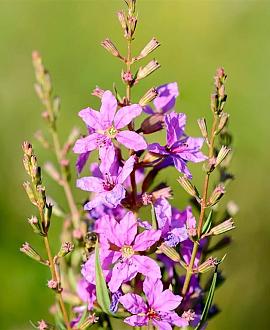 Lythrum virgatum 'Dropmore Purple' Pot 9 cm