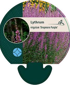 Lythrum virgatum 'Dropmore Purple' Pot 9 cm