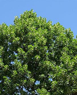 Tilia europaea 'Pallida' Hoogstam (Stamomtrek 14-16 cm)