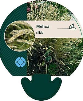 Melica ciliata Pot 9 cm