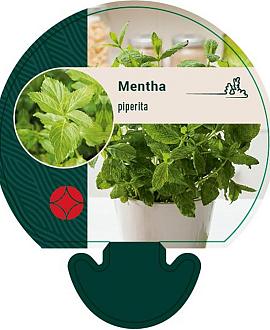 Mentha piperita Pot 9 cm