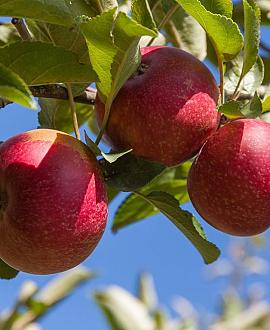 Malus d. 'Ecolette' Hoogstam (Stamomtrek 12-14 cm)