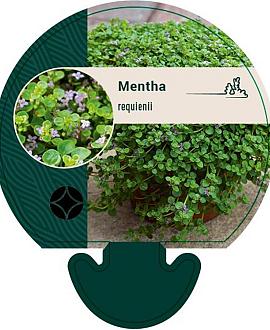 Mentha requienii Pot 9 cm