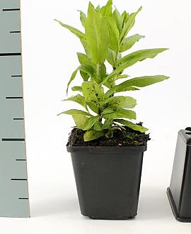 Lychnis chalcedonica Pot 9 cm