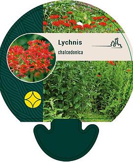 Lychnis chalcedonica Pot 9 cm