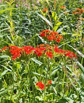 Lychnis chalcedonica Pot 9 cm