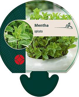 Mentha spicata Pot 9 cm