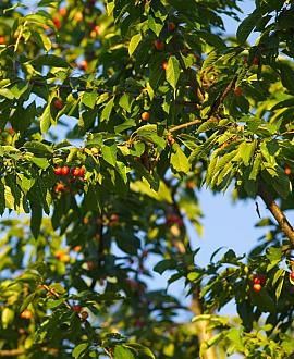 Prunus a. 'Regina' Hoogstam (Stamomtrek 12-14 cm)