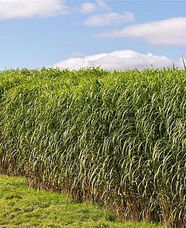 Miscanthus giganteus Pot 9 cm