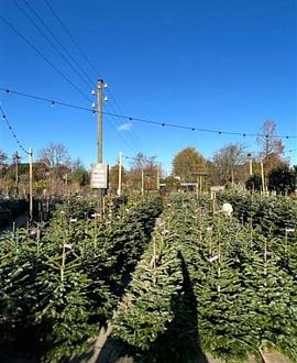 Abies nordmanniana 100 - 125 cm Gezaagd