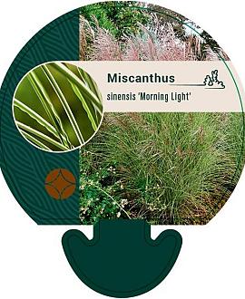 Miscanthus sin. 'Morning Light' Pot 9 cm