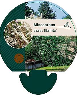 Miscanthus sin. 'Silberfeder' Pot 9 cm