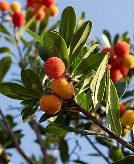 Arbutus unedo Pot 130 liter 175 - 200 cm Meerstammig