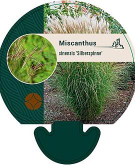 Miscanthus sin. 'Silberspinne' Pot 9 cm
