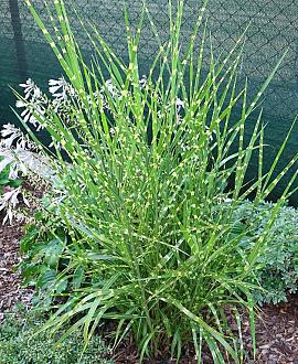 Miscanthus sin. 'Strictus' Pot 9 cm