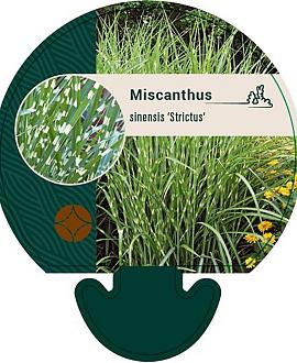 Miscanthus sin. 'Strictus' Pot 9 cm