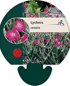 Lychnis coronaria Pot 9 cm