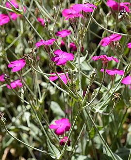 Lychnis coronaria Pot 9 cm