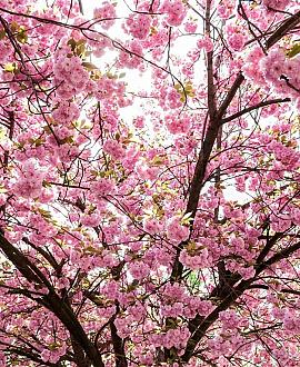 Prunus ser. 'Royal Burgundy' C45 150 - 175 cm Meerstammig