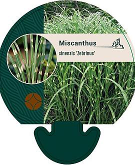 Miscanthus sin. 'Zebrinus' Pot 9 cm