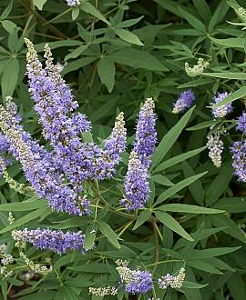 Vitex agnus-castus Pot 70 Liter 200 - 250 cm Meerstammig
