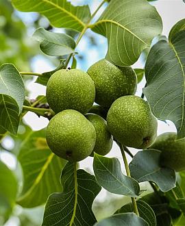 Juglans r. 'Broadview' Hoogstam (Stamomtrek 12-14 cm)