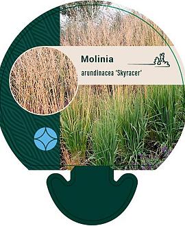 Molinia arund. 'Skyracer' Pot 9 cm