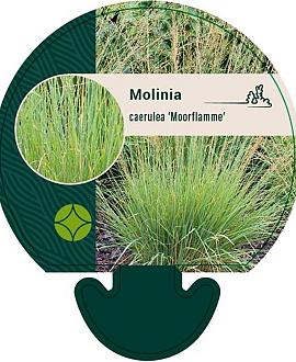 Molinia caerulea 'Moorflamme' Pot 9 cm