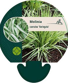Molinia caerulea 'Variegata' Pot 9 cm
