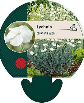 Lychnis coronaria 'Alba' Pot 9 cm