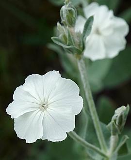 Lychnis coronaria 'Alba' Pot 9 cm