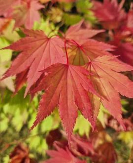 Acer japonicum 'Vitifolium' Pot 110 liter 200 - 250 cm Meerstammig