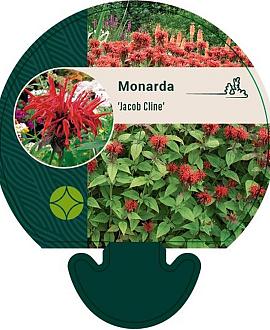 Monarda 'Jacob Cline' Pot 9 cm