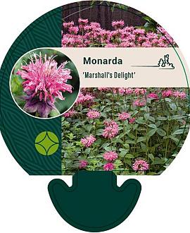 Monarda 'Marshall's Delight' Pot 9 cm