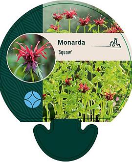 Monarda 'Oneida' Pot 9 cm