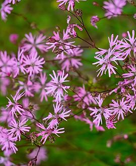 Lychnis flos-cuculi Pot 9 cm